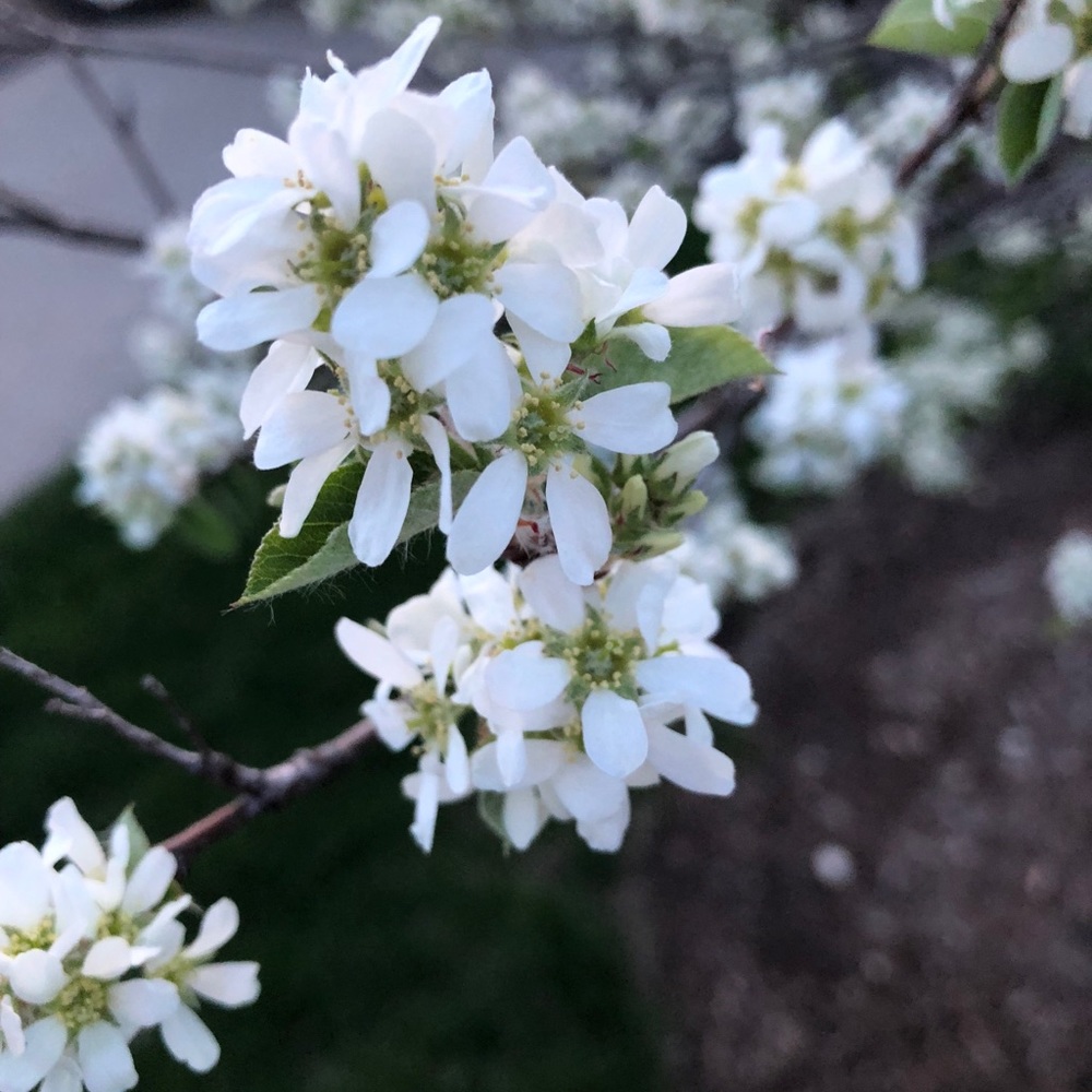 Meet your Posher, Jeanine